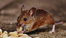 24 Hour & Emergency Exterminators in Knauers, PA